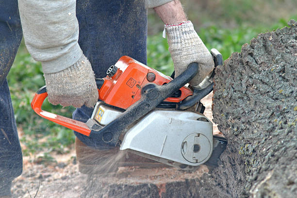 Trusted Newington Forest, VA Tree Services Experts