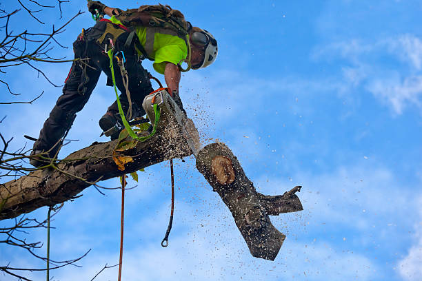 Best Fruit Tree Pruning  in Newington Forest, VA